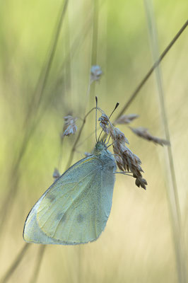 Pieris cf brassicae - Schaafheim, Garten 7/2015 (Großer Kohlweißling)