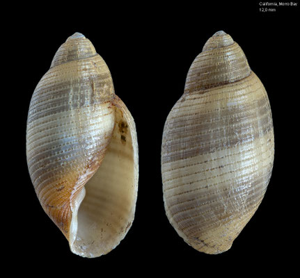 Rictaxis punctocaelatus - USA, California, Lighthouse, Morro Bay, dredged on sand 6/1969