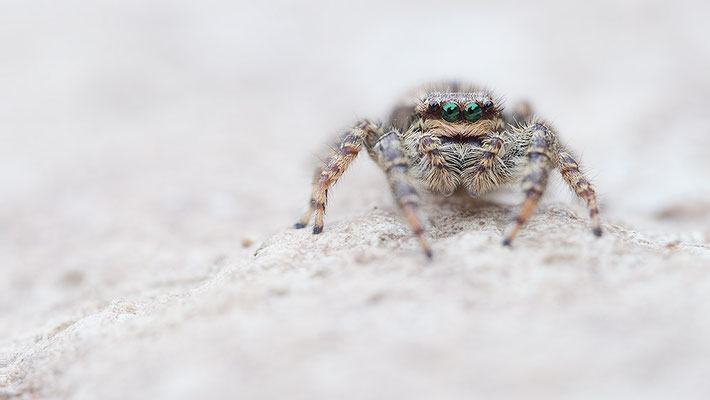 Marpissa muscosa - Zornheim, Garten 6/2016 (Rindenspringspinne)