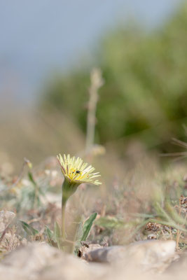 Urospermum dalechampii - Spanien, Costa Brava, l´Escala, Küste 6/2019 (Weichhaariges Schwefelköpfchen)
