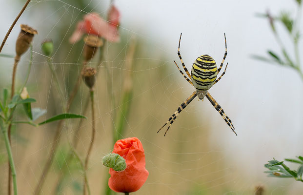Argiope bruennichi - Zornheim, Selzer Berg 8/2013 (Wespenspinne)