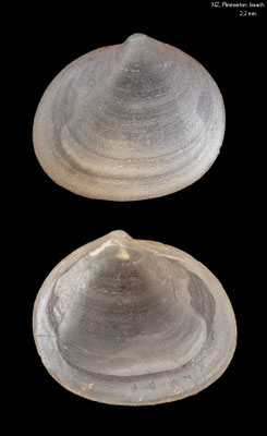 Arthritica crassiformis - New Zealand, north of Wellington, Plimmerton, beach ca. 2012