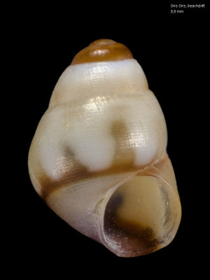 Eatonina pulicaria - Mauritius, Gris-Gris, beach 3/2010