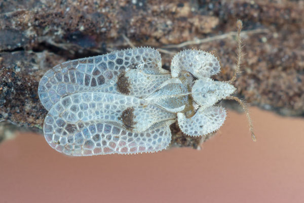 Corythucha ciliata - Mainz-Hechtsheim, Akademie der Wissenschaften, Platane 3/2019 (Tingidae)
