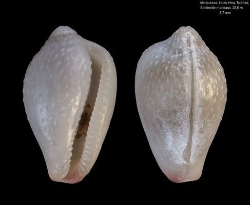 Eratoena schmeltziana - F.P., Marquesas, Nuku Hiva, Taiohae, Sentinelle marteaux, 28,5 m 11/2023