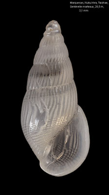 Zebinella tenuistriata - FP, Marquesas, Nuku Hiva, Taiohae, Sentinelle marteaux, 28,5 m 11/2023