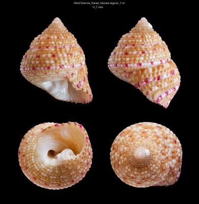 Clanculus stigmatarius - West Samoa, Savaii, Vaisala lagoon, 1 m 1/1997