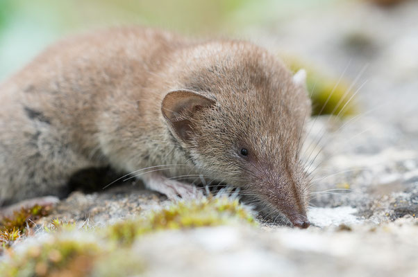 Crocidura cf. suaveolens - Zornheim, Garten 10/2020 (Gartenspitzmaus?)