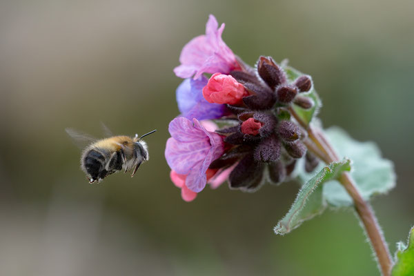 Anthophora plumipes - Zornheim, Garten, an Lungenkraut 3/2019 (Frühlings-Pelzbiene)