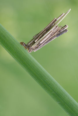 Psyche cf. casta - Zornheim, Wiesenwegrand 5/2015 (Kleiner Rauch-Sackträger)