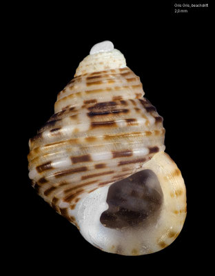 Alcyna subangulata - Mauritius, Gris Gris, beachdrift 2015