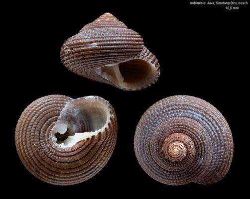 Clanculus atropurpureus - Indonesia, Java, Sendang Biru, beach 3/2009