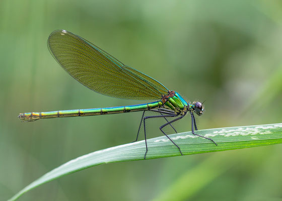 Calopteryx splendens ♀ - Nieder-Olm, Selz 7/2013- (Gebänderte Prachtlibelle)