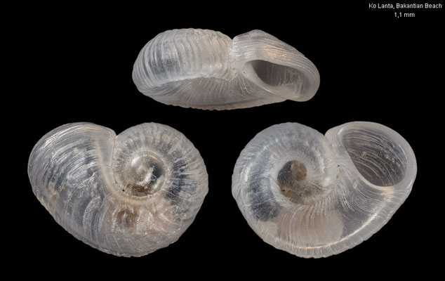 Moerchia intermedia - Thailand, Ko Lanta, Bakantian Beach 7/2016
