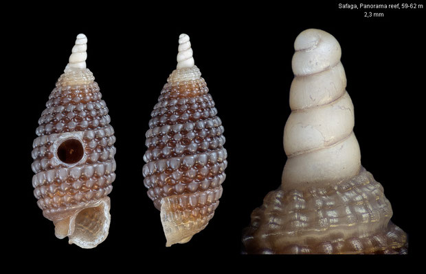 Joculator spec. 13 - Egypt, Safaga, Panorama reef, 59-62 m 10/2015