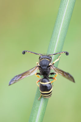 Odynerus cf. spinipes ♂ - Zornheim, Garten 5/2020 (Gemeine Schornsteinwespe?)