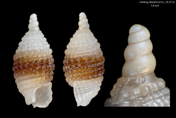 Joculator cf. granulosus - Papua New Guinea, off Kavieng, Baudisson Island, 18-27 m 12/2012