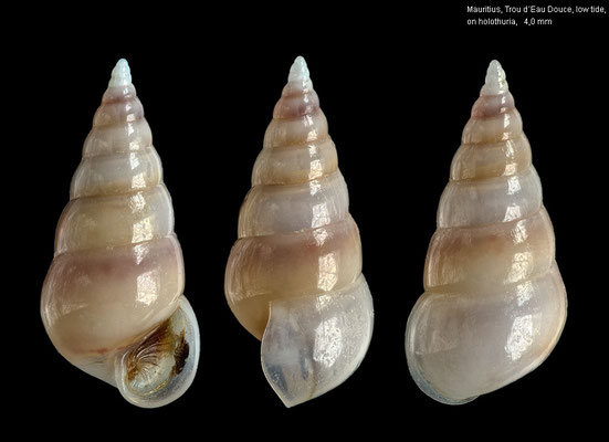 Melanella spec. 14 - Mauritius, Trou d´Eau Douce, at holothuria, low tide 4/2013