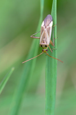 Adelphocoris lineolatus - Schweiz, Itingen, Wiese 8/2019