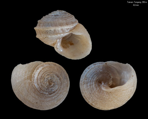 Thermocollonia jamsteci - Taiwan, southwest, Tong Gang, 350 m 1/2013