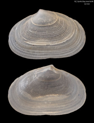 Borniola reniformis (single valve) - New Zealand, Spirits Bay, beach 12/2012