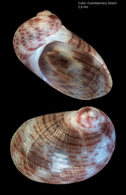 Synaptocochlea picta - Cuba, Guardalavaca, beach 11/2002