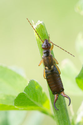 Forficula auricularia ♂ - Zornheim, Südhang, Staudenfeld 8/2019 (Gemeiner Ohrwurm)  