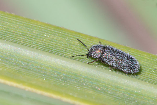 Melyridae species1 - Narbonne-Plage, Massif-de-la-Clape 5/2016 