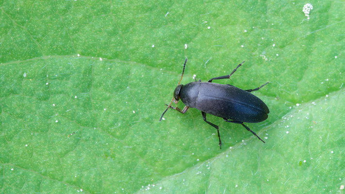 Anaspis frontalis - Zornheim, Garten, Rote Heckenkirsche 5/2018 (Rotstirniger Scheinstachelkäfer)