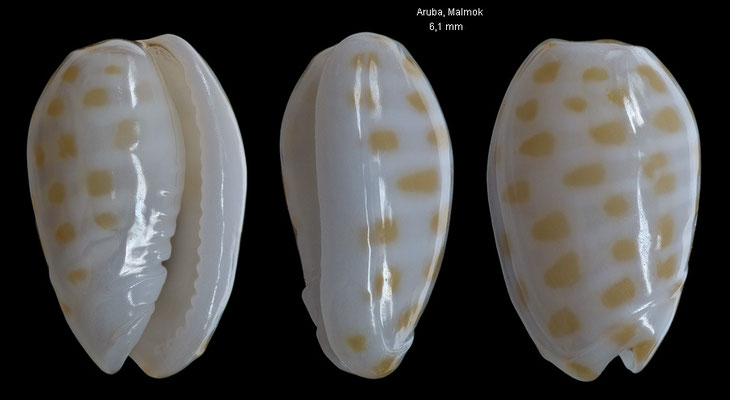 Persicula chrysomelina - Aruba, Malmok, in 7-9 m 2/2014