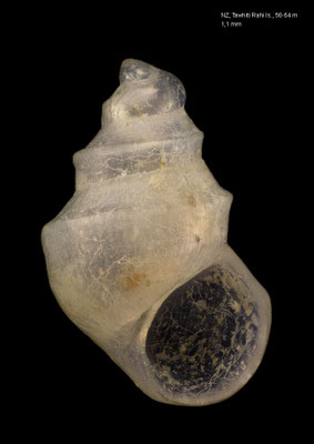 Powellisetia unicarinata - New Zealand, Poor Knights Islands, Tawhiti Rahi Is., 56-64 m 9/2001