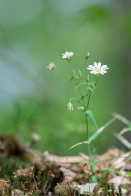 Stellaria holostea - Mörsfeld, Waldrand 4/2018 (Große Sternmiere)