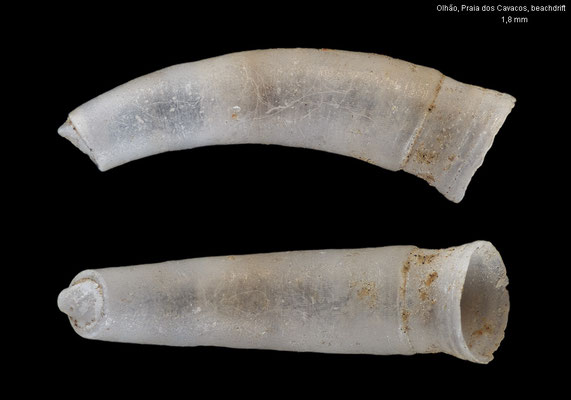 Caecum clarkii - Portugal, Olhão, Praia dos Cavacos, beachdrift 11/2023