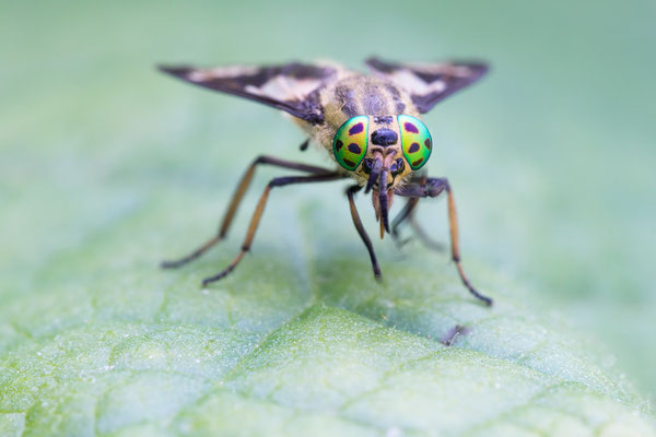 Chrysops relictus - Gimbsheim, nahe Fossiliensee 8/2018 (Goldaugenbremse)