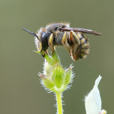 Anthidium oblongatum - Zornheim, Garten, an Aufrechtem Ziest, 8/2021 (Felsspalten-Wollbiene)