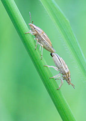 Aelia acuminata - Zornheim, Garten 5/2017 (Spitzling)