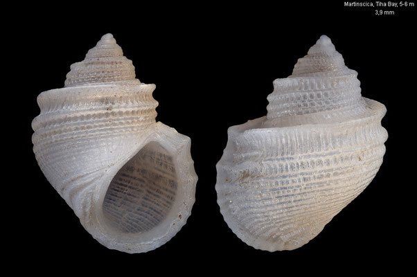 Alvania carinata - Croatia, Cres, Martinscica, Tiha Bay, 5-6 m 6/2017
