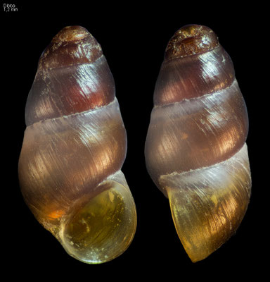 Barleeia spec. 2 - UAE, Dibba, beach 2/2014