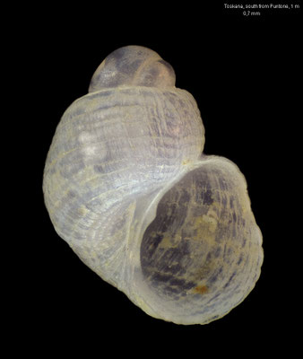 Noemiamea dolioliformis - Italy, Toskana, south from Puntone, 1 m 7/2013