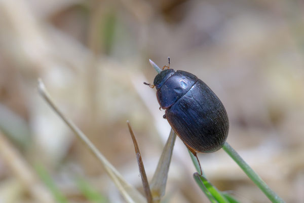 Hydrobius cf. fuscipes - Mörsfeld, Waldrand, Teichufer 3/2019 (Fam. Hydrophilidae)