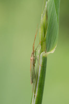 Stenodema laevigata - Zornheim, Garten 5/2015 (Graswanze - grüne Form)