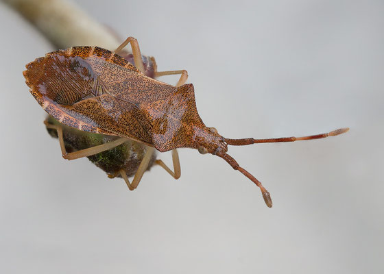 Ceraleptus lividus - Zornheim, Garten 12/2013