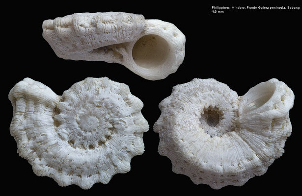 Pseudoliotina discoidea - Philippines, Puerto Galera peninsula, Sabang 6/2002