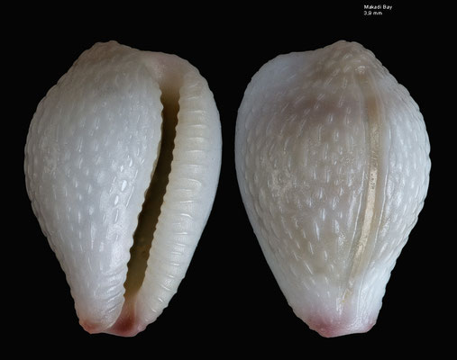 Eratoena sulcifera - Egypt, Makadi Bay, 2 m 12/2013