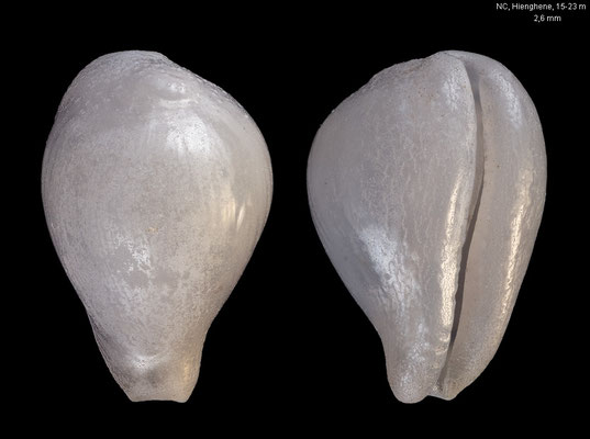Cypraeerato nitida - New Caledonia, off Hienghene, 15-23 m 11/2019  