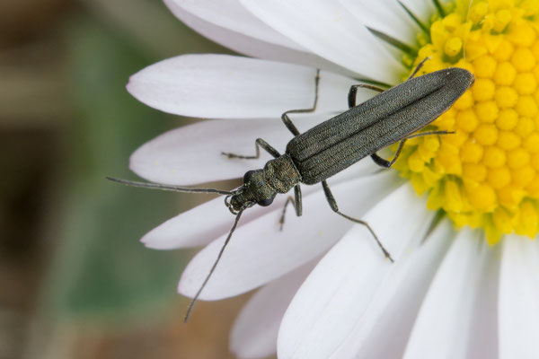 Oedemera spec. - Zornheim, Grillplatz, an Gänseblümchen 5/2020