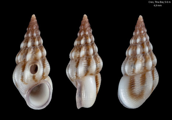 Rissoa frauenfeldiana - Croatia, Martinscica, Tiha Bay, 5-6 m 6/2017