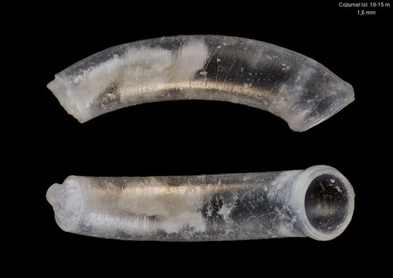 Caecum condylum - Mexiko, Cozumel Isl., south-west coast, 10-15 m 4/2014