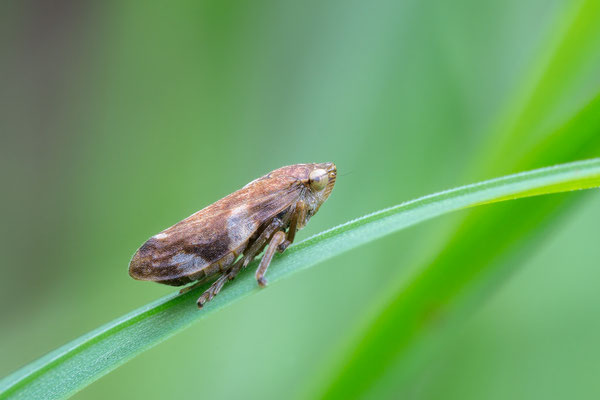 Philaenus spumarius - Schweiz, Itingen, Wiese  8/2019 (Wiesenschaumzikade)