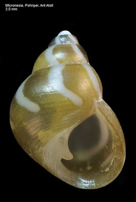 Alcyna ocellata - Micronesia, Pohn Pei, Ant Atoll 2016